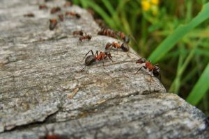 Spring Surprises Ant Control