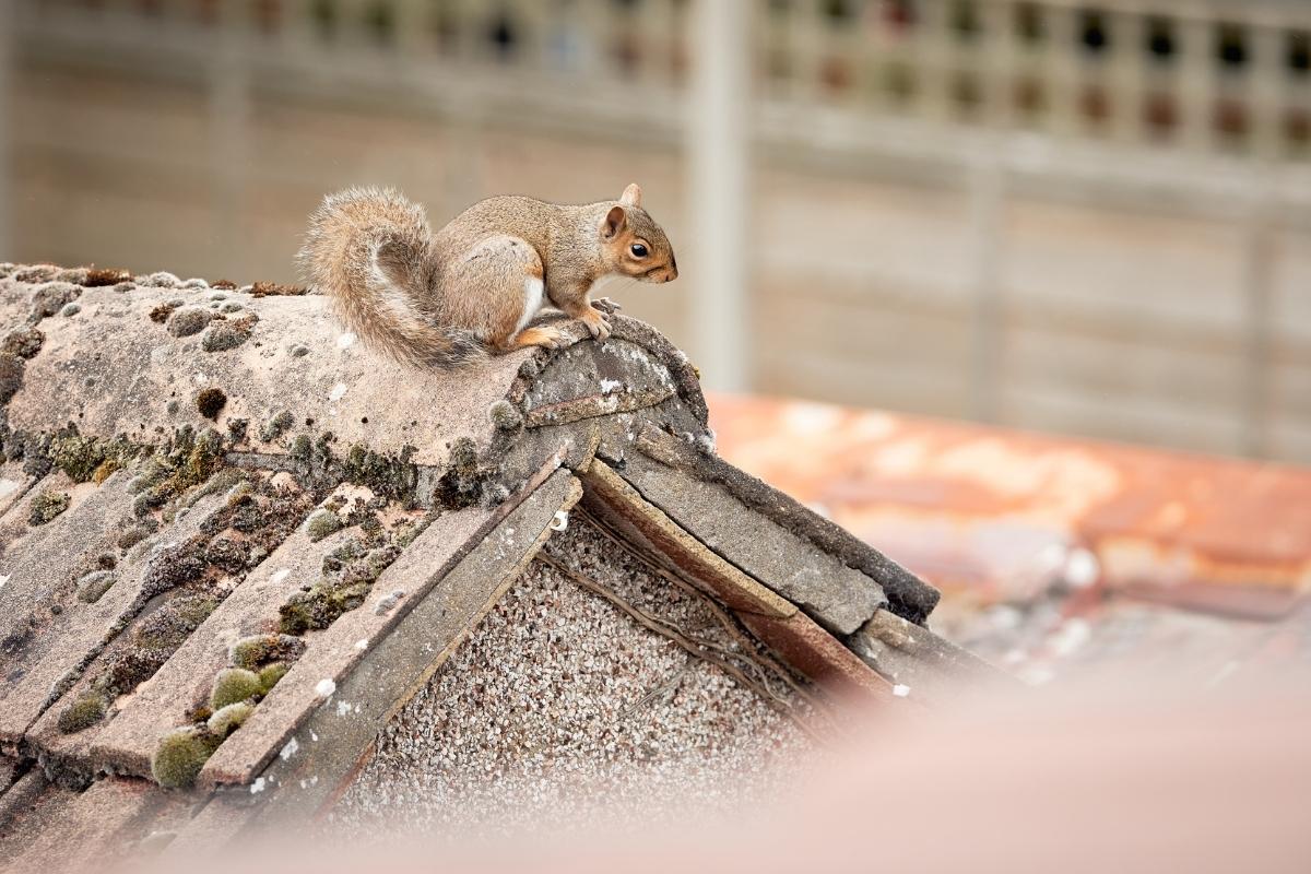 How to Get Squirrels Out of the Attic & Your House
