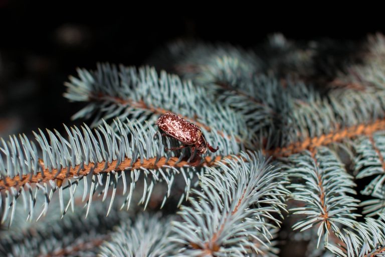 Common Christmas Tree Bugs Confirm A Kill