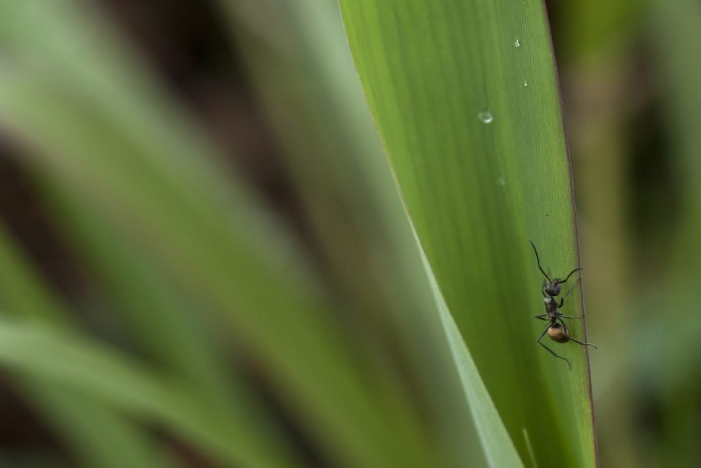 Get Rid of Ants in a Lawn