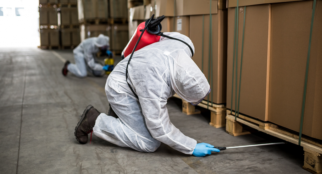 two pest control technicians are wearing protective gear whilst inspecting a commercial buildings. both are kneeling on the floor inspecting under pallets which have cardboard boxes stacked on top. 
