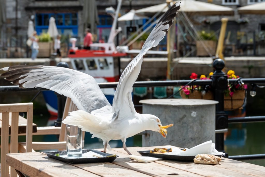 seagull stealing summer food