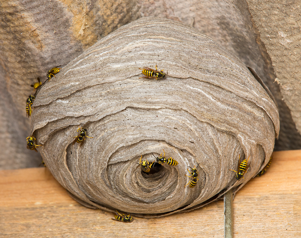 A paper-like cylindrical nest is hanging from a roof within a shed