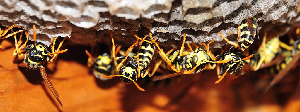 angry looking wasps are emerging from a nest which is attached under a wooden roof