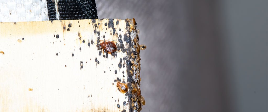 bed bugs are on a mattress slat, surrounded by multiple black spots