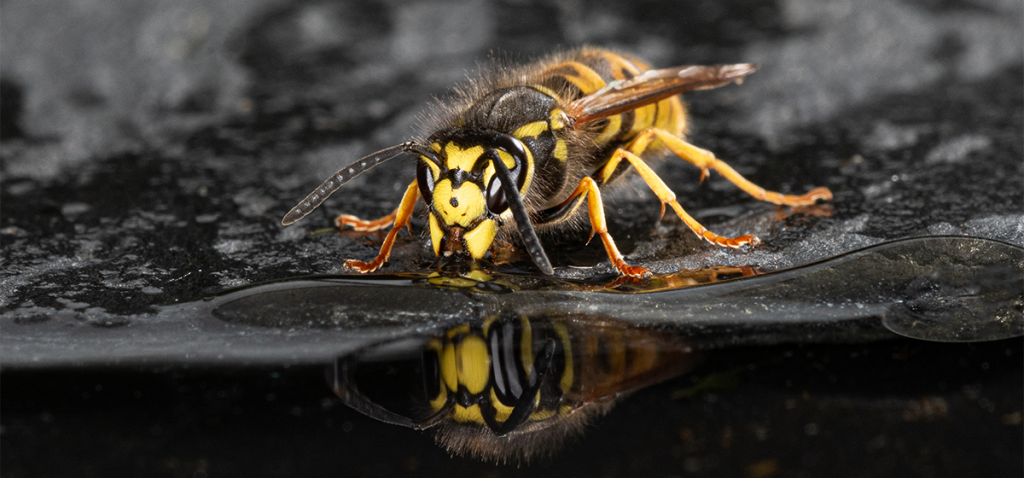 A single wasp is on concrete, drinking from a pool of water. 