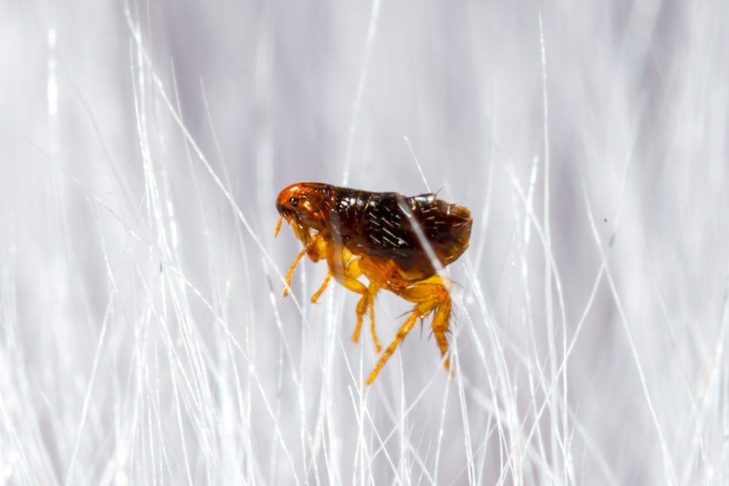 10 Fascinating Facts About Fleas