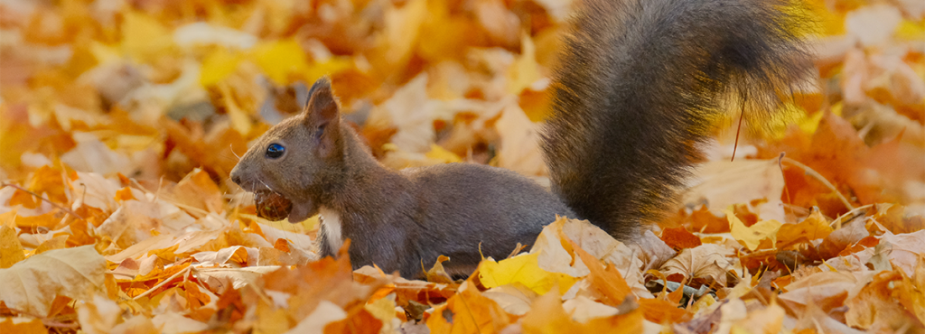 A grey squirrel is eating a nut within a pile of fallen autumn leaves. 